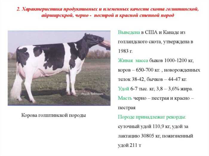 Крупный рогатый скот Mirandesa: характеристики, использование и информация о полной породе