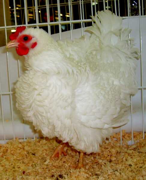Frizzle Chicken Farming: стартовый бизнес-план для начинающих