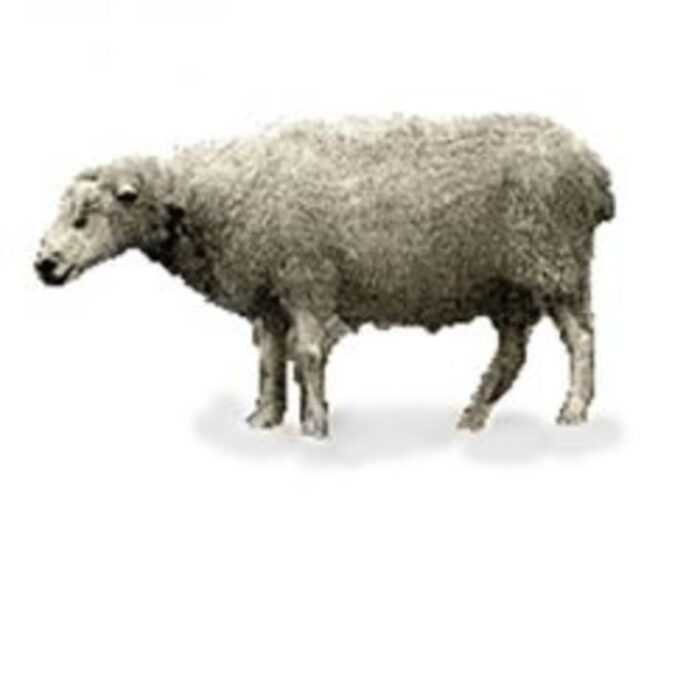 Эстонская овца Рухну: характеристики, использование и информация о породе