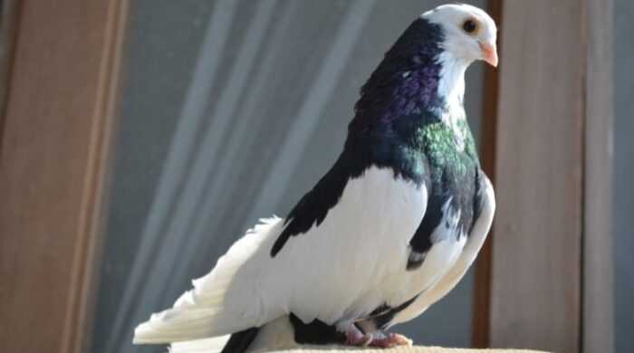 Старогерманский культурный голубь: характеристики и информация о породе