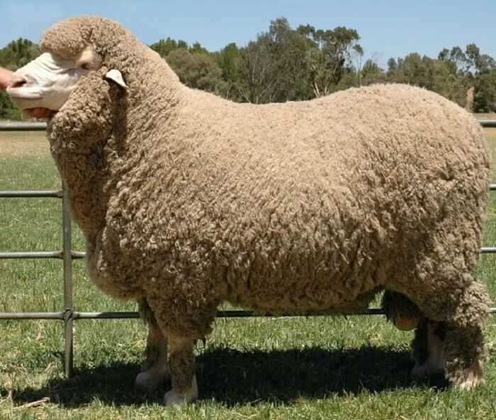 Овцы-мериносы: характеристики, происхождение, использование и информация о породе