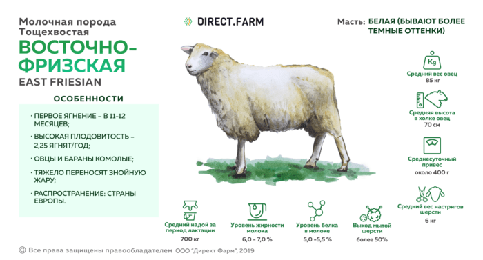 Восточно-фризская овца: характеристики, использование и информация о породе