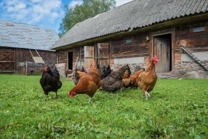 Куриное хозяйство в Чангмиге: стартовый бизнес-план для начинающих