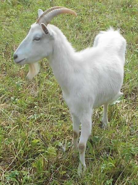 Белая короткошерстная коза: характеристики, использование и информация о полной породе