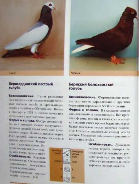 Ахенский лаковый щитовой сова голубь: характеристики и информация о породе