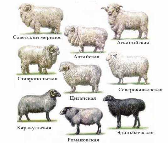 Овцы дамара: характеристики, происхождение, использование и информация о породе