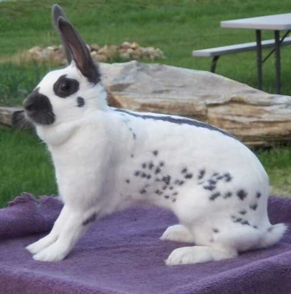Английский пятнистый кролик: характеристики, использование и полная информация о породе