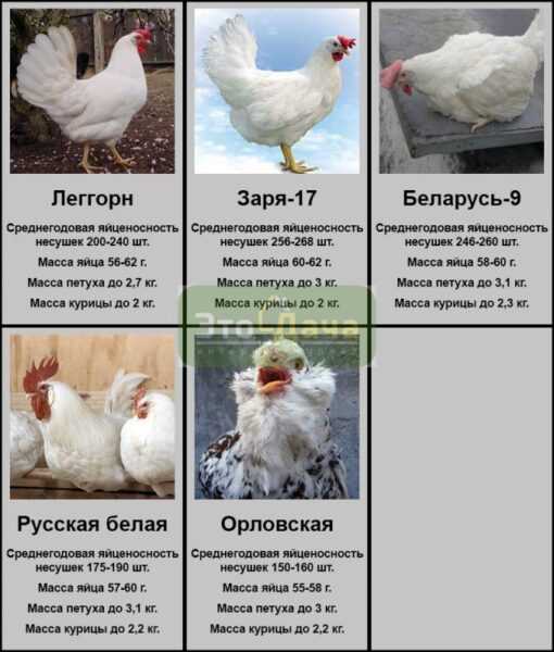 Как дрессировать цыплят: руководство по дрессировке цыплят для новичков