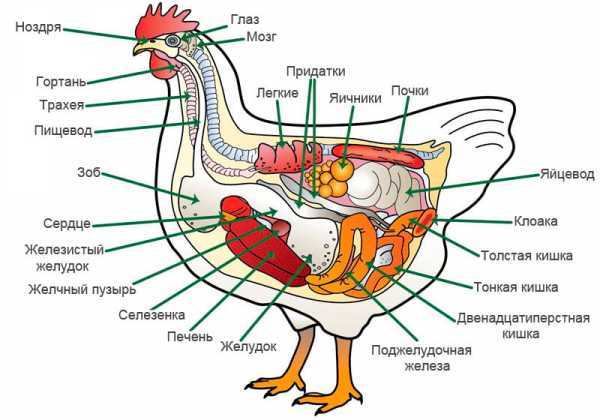 Части тела курицы: все, что вам нужно знать о разных частях тела