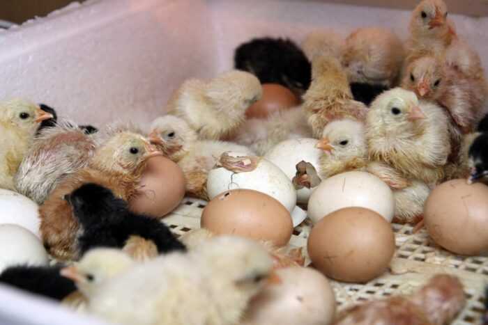 Выращивание цыплят из суточных цыплят: как вырастить детенышей цыплят