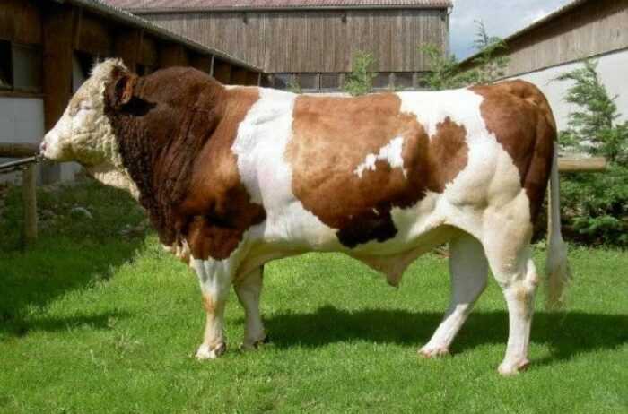 Крупный рогатый скот породы монбельярд: характеристики и информация о полной породе