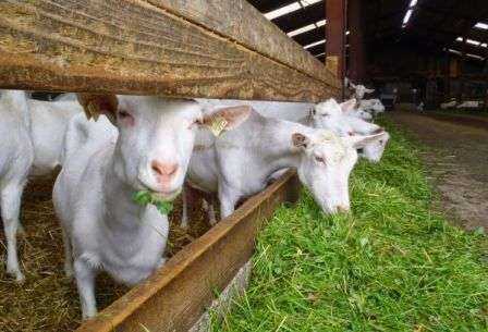 Выращивание коз-сирот: как вырастить коз-сирот (Руководство для начинающих)
