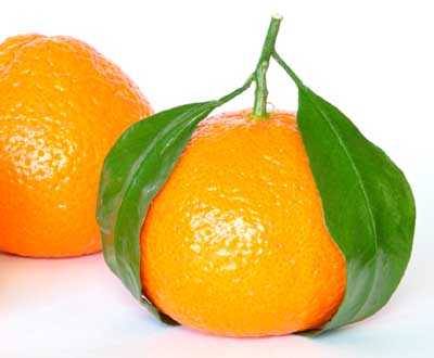 Orange Farming: руководство по началу прибыльного бизнеса для начинающих