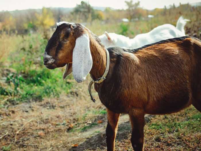 Какие породы коз едят больше всего сорняков: породы коз для борьбы с сорняками
