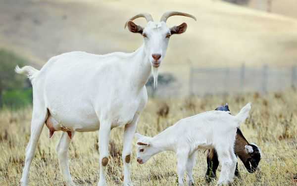 Преимущества козоводства: плюсы / преимущества разведения коз