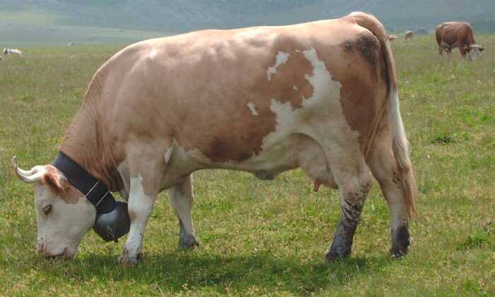 Коричневый швейцарский крупный рогатый скот: характеристики, использование и происхождение