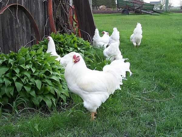 Цыпленок шантеклер: характеристики, темперамент и информация о породе