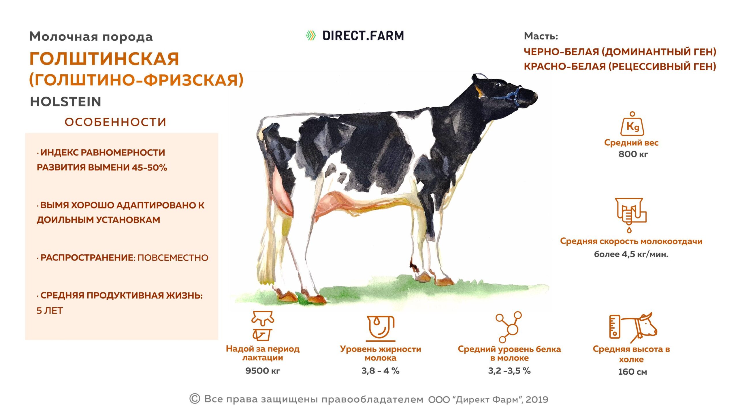Рэндалл крупный рогатый скот: характеристики, использование и информация о полной породе