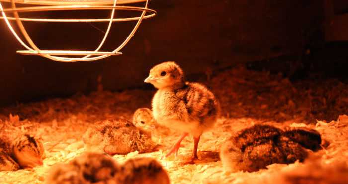 Сицилийское выращивание цыплят в лютиках: стартовый бизнес-план для начинающих