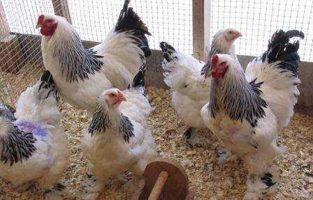 Выращивание цыплят на мясо: как выращивать цыплят-бройлеров на мясо