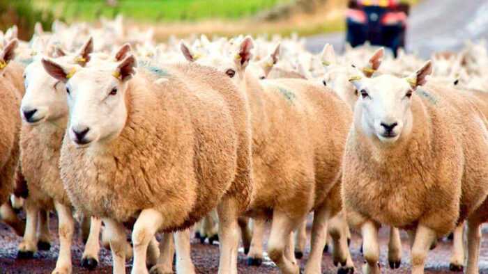 Холистанские овцы: характеристики, происхождение, использование и информация о породе