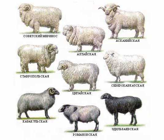 Овцы комизаны: характеристики, происхождение, использование и информация о породе
