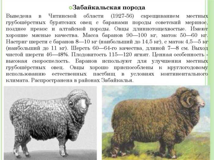 Овцы Laticauda: характеристики, происхождение, использование и информация о породе