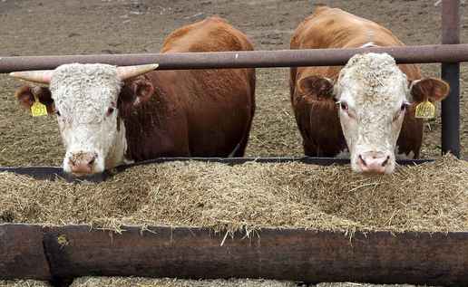 Херигархский крупный рогатый скот: характеристики и информация о полной породе