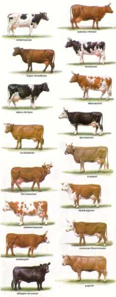 Голландско-аргентинский крупный рогатый скот: характеристики и информация о породе