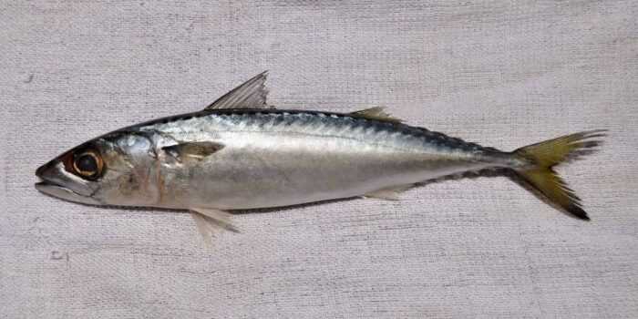Рыба голавля скумбрия: характеристики, диета, разведение и использование