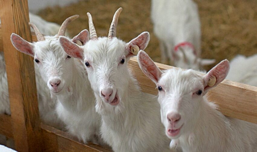 Образец шаблона бизнес-плана по выращиванию коз для начинающих