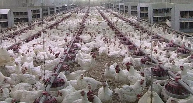 Образец шаблона бизнес-плана завода по переработке курицы