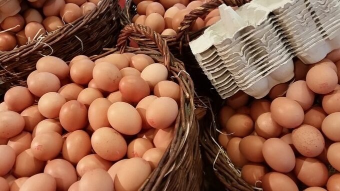 Образец шаблона бизнес-плана по выращиванию куриных яиц
