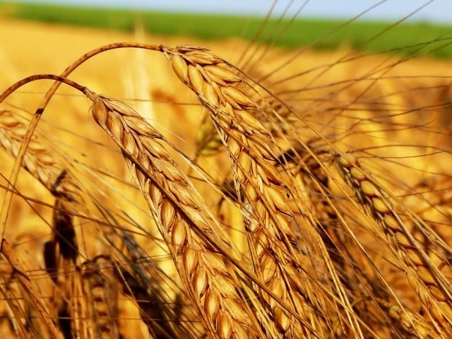 Образец шаблона бизнес-плана по выращиванию пшеницы