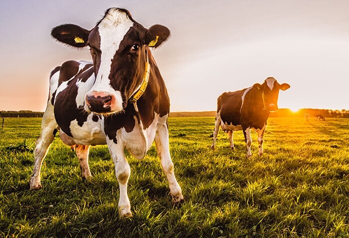 Создание шаблона бизнес-плана для компании по производству кормов для скота